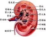 尿毒症对心血管系统的影响