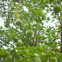柚子什么季节成熟
