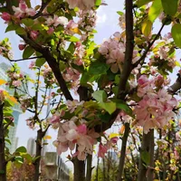 阳江适合养什么花，市花和市树是什么