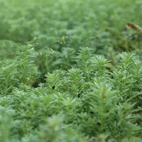 黄金万年草是薄雪万年草吗?