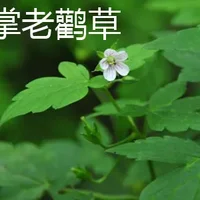 鼠掌老鹳草和老鹤草的区别