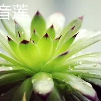 观音莲和莲花掌的区别是什么