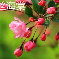 垂丝海棠和樱花的区别