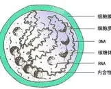 儿童支原体感染检查