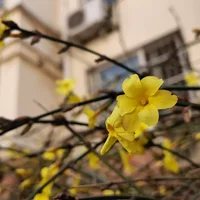 忻州适合养什么花，市花和市树是什么