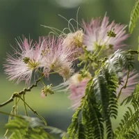 合欢花为什么叫苦情花