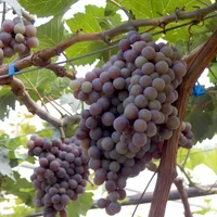 葡萄的品种有哪些