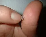 三疣梭子蟹的做法