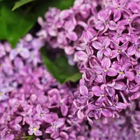 紫色丁香花的花语