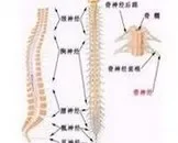 视神经脊髓炎病理