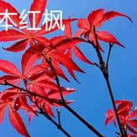 日本红枫和中国红枫的区别