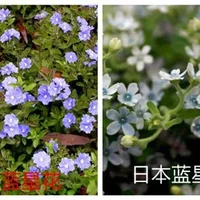 蓝星花和日本蓝星花的区别