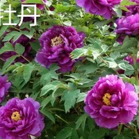 紫牡丹和大丽花的区别