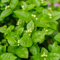 茉莉花几月开，茉莉花一年开几次