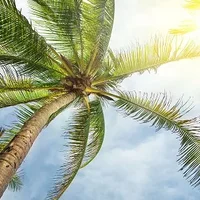 棕榈树和椰子树的区别
