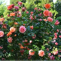 藤本月季和蔷薇的区别