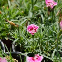 长春适合养什么花，市花和市树是什么