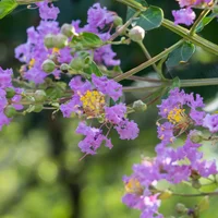 影响紫薇花开花的因素有哪些