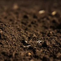 碱性土壤和酸性土壤应该种什么花