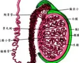 阴囊血管精索静脉曲张是怎么回事