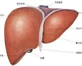 dc生物细胞免疫疗法如何治疗乙肝