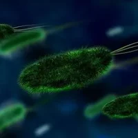 超级病菌是什么,超级病菌对人体的危害有多大