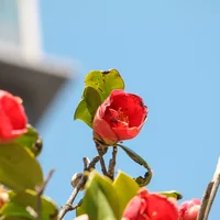 山茶花花语及传说