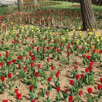 绥化适合养什么花，市花和市树是什么