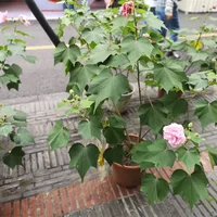 木芙蓉花怎么修剪