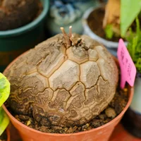 龟甲龙种子怎么播种