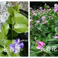 长春蔓和长春花的区别