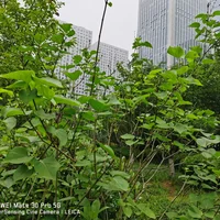 黑河适合养什么花，市花和市树是什么