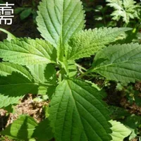 香薷和藿香的区别