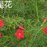 五星花和仙丹花的区别