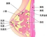 乳房乳腺增生结节怎么办?