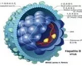 患有急性病毒性肝炎传染吗