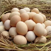 鸡蛋中蛋清和蛋黄的比例是多少，哪一个更有营养？