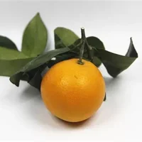脐橙与普通橙子有什么不同,多吃脐橙有什么好处？