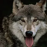 狼的战斗力十大排名，狼的品种十大排名