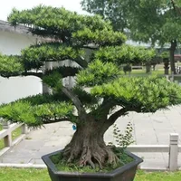 中国十大吉祥树，吉祥的树木有哪些