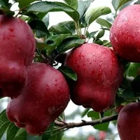 全国十大苹果品种推荐，世界上最好的苹果品种排名