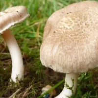 中国十大毒蘑菇，中国哪些蘑菇有毒