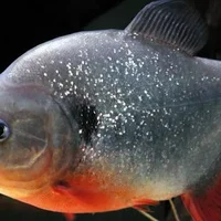 食人鱼十大常见种类，食人鱼有哪些种类