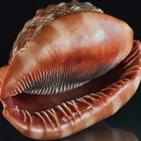 世界十大知名海螺品种，海螺品种大全集