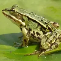 青蛙是不是两栖动物，青蛙是两栖动物吗