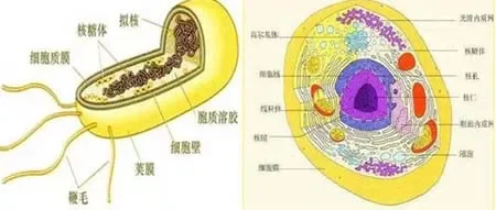 原核细胞和真核细胞的区别是什么，真核细胞和原核细胞的区别