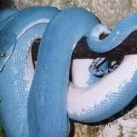 世界十大最美的蛇，最美的蛇图片有哪些