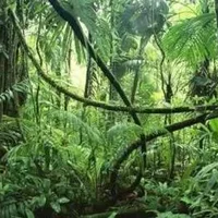 热带雨林气候特点，热带雨林气候成因