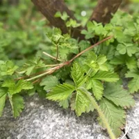 野西瓜的营养价值