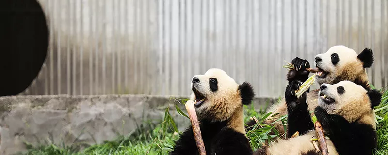 熊猫--15.jpg